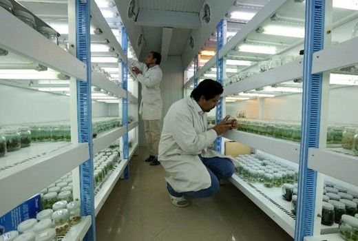 هیچ اپیدمی امنیت غذایی کشور را تهدید نمی‌کند