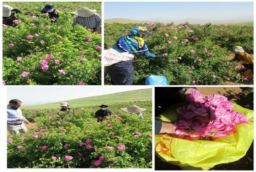 عملیات کیل گیری محصول گل محمدی در سطح 15 هکتار انجام شد