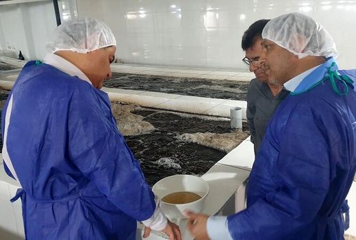 تولید ۲ برابری بچه میگو در استان بوشهر