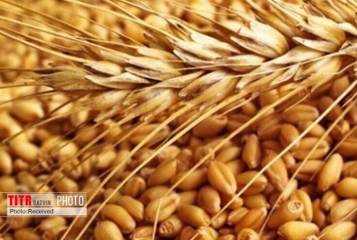 پرداخت ۸۶ درصد مطالبات گندم‌کاران استان قزوین