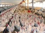 افزایش شاخص قیمت تولیدکننده محصولات مرغداری‌های صنعتی کشور نسبت به سال قبل