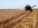 آغاز برداشت گندم در هرمزگان