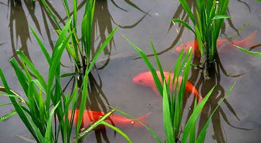 زراعت برنج و پرورش ماهی با یکدیگر فقر را کاهش می دهد