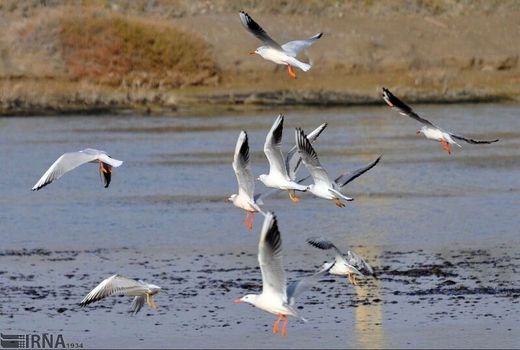 ورود پرندگان مهاجر به سد نعمت‌آباد اسدآباد