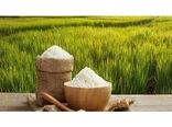 خریداری برنج پارسال برنج‌کاران شمالی تا آخرین دانه