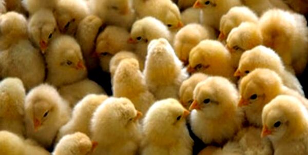 انجام 3 میلیون قطعه جوجه‌ریزی در مرغداری‌های کردستان/فعالیت ۷۵۲ واحد مرغداری در استان
