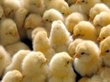 انجام 3 میلیون قطعه جوجه‌ریزی در مرغداری‌های کردستان/فعالیت ۷۵۲ واحد مرغداری در استان
