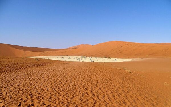 جنگل بی‌برگ 900 ساله در بیابان نامیبیا