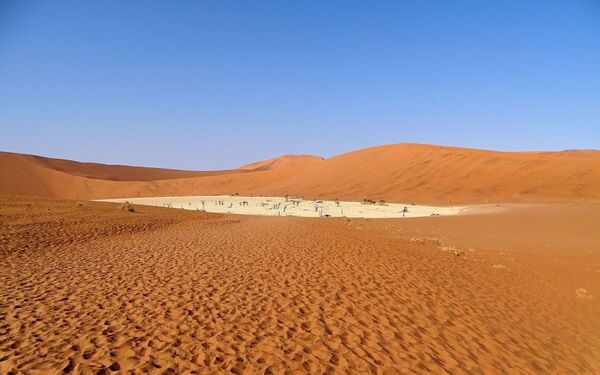 جنگل بی‌برگ 900 ساله در بیابان نامیبیا