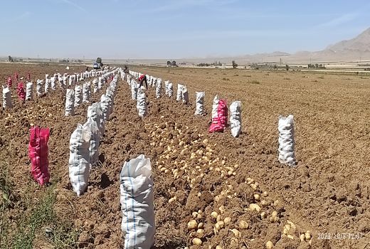 پایان برداشت سیب‌زمینی در اقلید/ سهم ۲۰۰ هزار تنی از تولید استان فارس