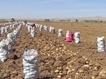 پایان برداشت سیب‌زمینی در اقلید/ سهم ۲۰۰ هزار تنی از تولید استان فارس
