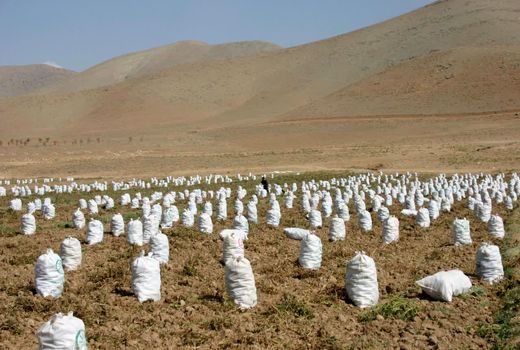 افزایش 20 هزارتنی برداشت سیب‌زمینی در چهارمحال و بختیاری