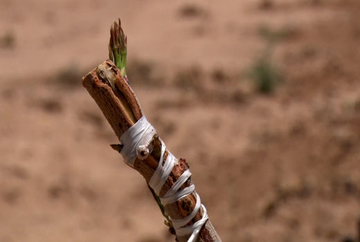 پیوند ارقام مرغوب پسته در باغ‌های شاهین شهر و میمه