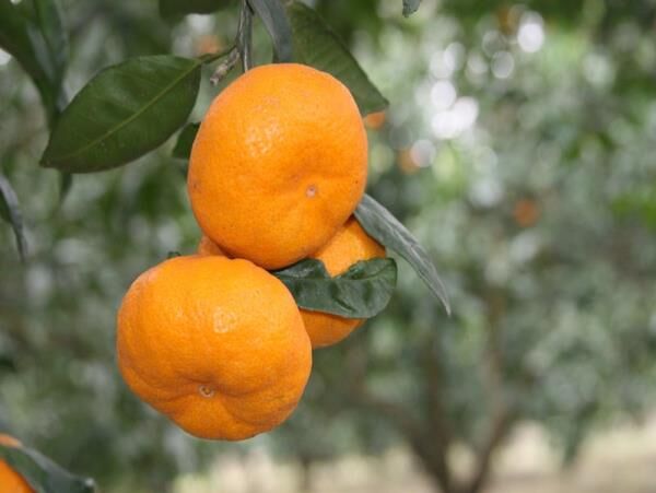 ایجاد 5000 هکتاری باغات الگویی مرکبات برای صادرات