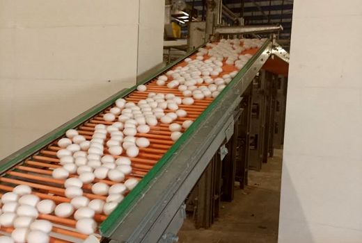 تولید تخم مرغ در فارس افزایش می‌یابد 