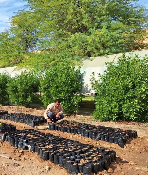 روشهای علمی و اصولی تولید نهال اکالیپتوس در شرایط آبوهوایی استان خوزستان