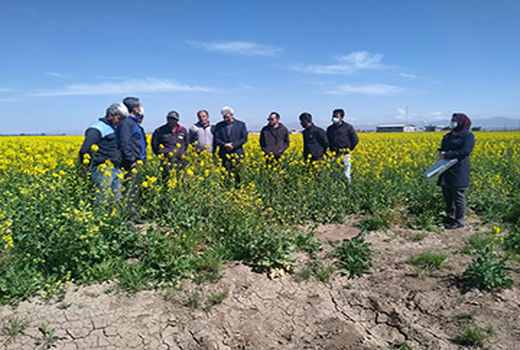 کلزاکاران شهرستان تاکستان با مدیریت تغذیه گیاهی کلزا در مزارع آشنا شدند