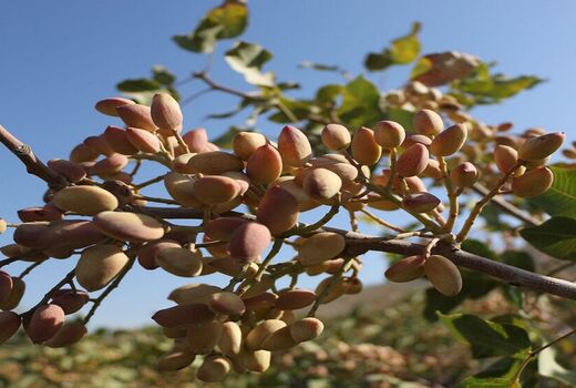 کاهش ۹۰ درصدی تولید پسته در خور و بیابانک