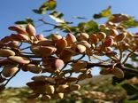کاهش ۹۰ درصدی تولید پسته در خور و بیابانک