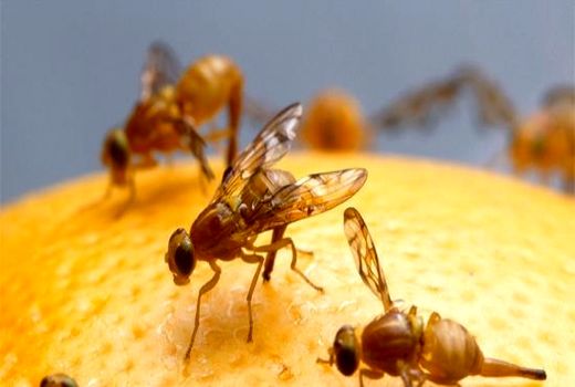 مبارزه با آفت مگس میوه مدیترانه‌‌ای در باغات میوه شمیرانات