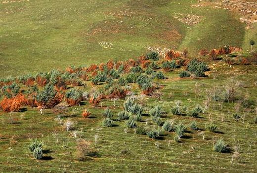 ایجاد کمربند محافظتی در عرصه‌های طبیعی پرتخریب خراسان شمالی