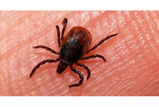 زنگ هشدار شیوع بیماری تب کریمه کنگو در شهربابک به صدا در آمد