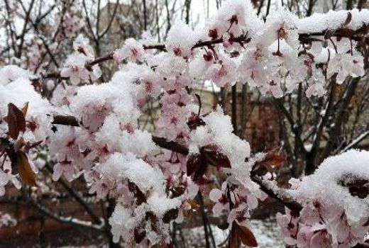 خسارت بارش برف بهاری به باغات کوهرنگ