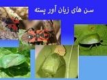 مبارزه با آفت کلیدی سن غلات در مزارع گندم شهرستان ارزوئیه آغاز شد
