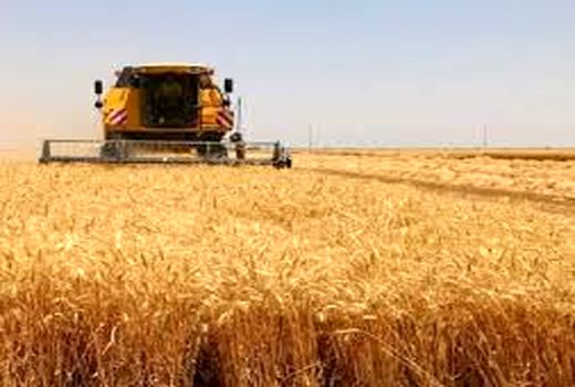 خرید بیش از 70 هزار تن گندم در حمیدیه
