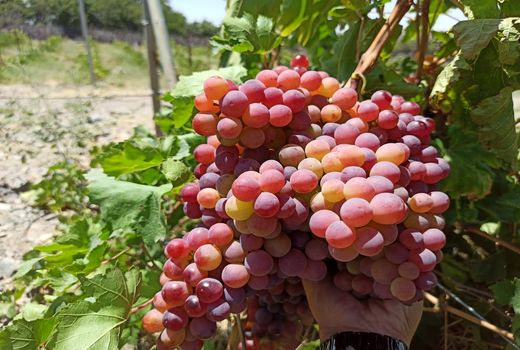 انگور جایگزین مناسبی برای محصولات سردسیری در معرض خطر تگرگ و سرما
