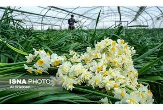 ارتقای کشاورزی مازندران با بهره گیری از دانش روز