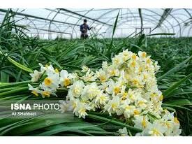 ارتقای کشاورزی مازندران با بهره گیری از دانش روز