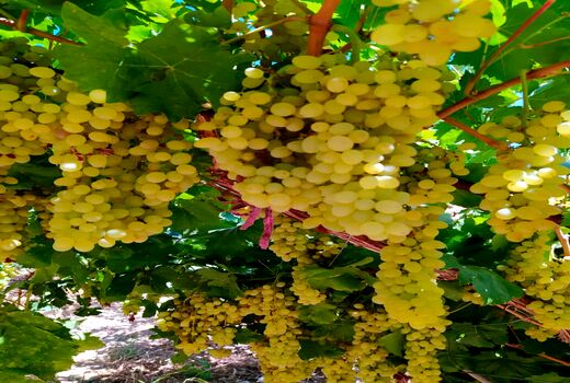 برداشت انگور از تاکستان های شهرستان سامان