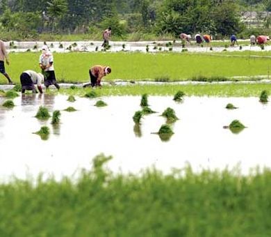 کشاورزی مازندران در ترازوی توسعه؛ از قله‌های افتخار تا گذرگاه‌های حساس