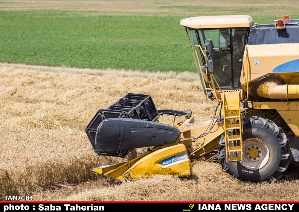 برداشت مکانیزه گندم