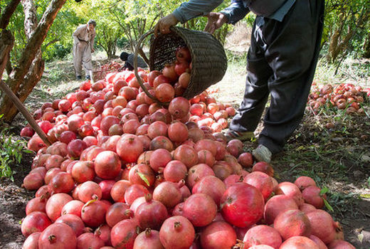 انار شب چله تامین شد