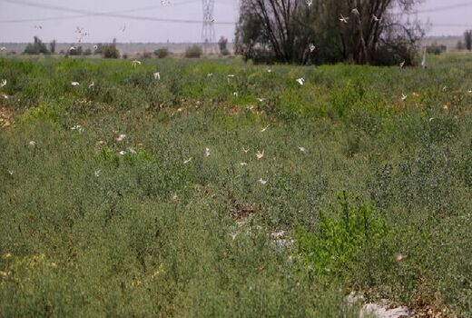 حمله دسته‌جات بسیار بزرگ ملخ به استان‌های جنوبی کشور