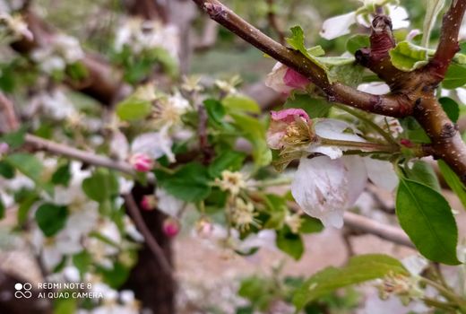 خسارت حوادث قهری به کشاورزی سپیدان برآورد شد