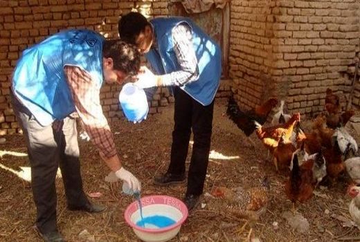 اجرای مرحله دوم واکسیناسیون طیور بومی استان تهران علیه نیوکاسل