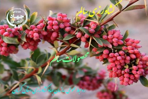 کشت زرشک در  24 هکتار از باغات شهرستان زرند