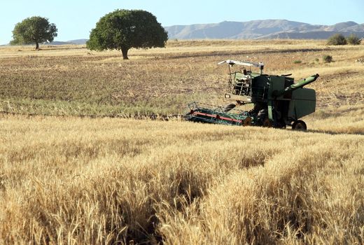 کردستان در سکوی نخست کشت مکانیزه دیم قرار گرفت