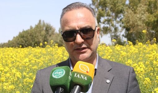پیش‌بینی تولید ۱۳ میلیون تن گندم در سال جدید/ ۹۰ درصد گندم در سطح کیفی یک و دو تولید می‌شود