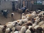 آغاز واکسیناسیون رایگان بر علیه بیماری آبله گوسفند و بز در شهرستان چوار