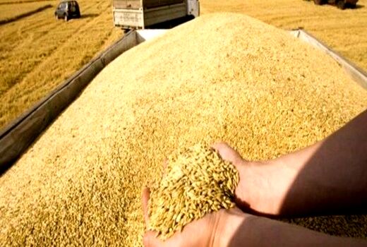 خریداری 110 هزار تن گندم مازاد بر نیاز کشاورزان در آذربایجان شرقی به قیمت تضمینی