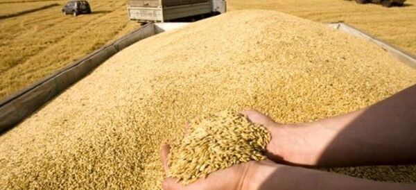 80 درصد از مطالبات گندمکاران پرداخت شد 