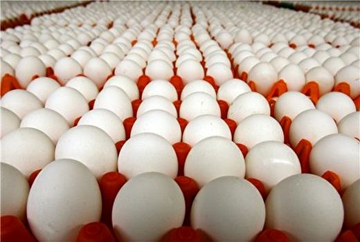 عرضه گسترده تخم مرغ تا ثبات قیمت 