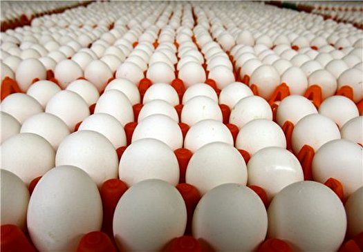 عرضه گسترده تخم مرغ تا ثبات قیمت