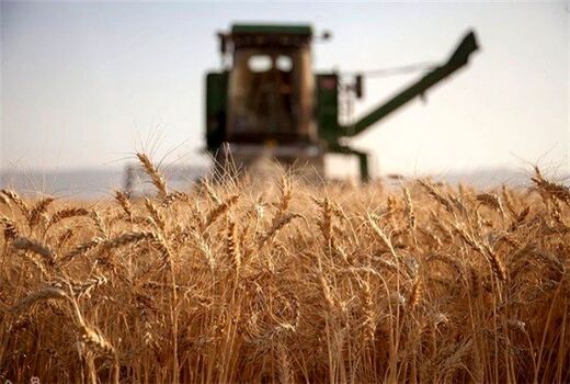 خرید گندم مازاد بر نیاز کشاورزان از ۷.۱ میلیون تن فراتر رفت