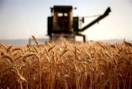 خرید گندم مازاد بر نیاز کشاورزان از ۷.۱ میلیون تن فراتر رفت