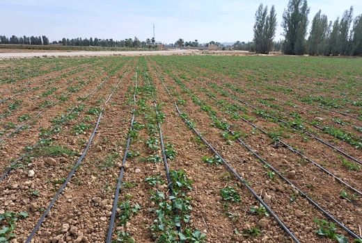 اختصاص بیش از ۳۰۰ هکتار به کشت کلزا در زرین دشت 